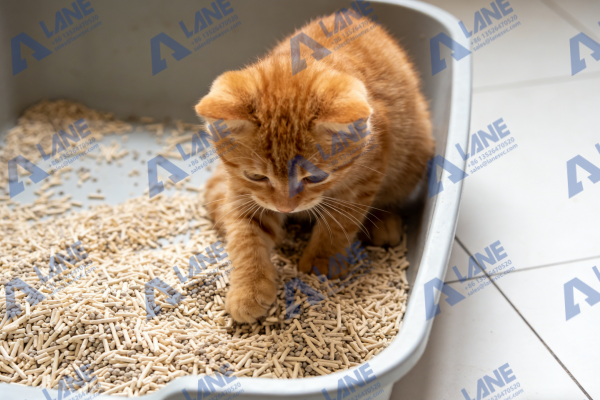 cat litter